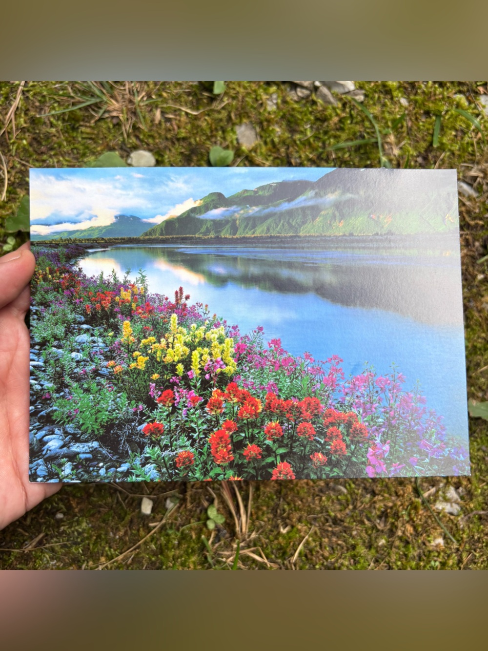 Vintage 2000 Graphique de France Alaska Wildflower Note Cards Set of 5